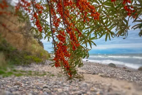 die Natur im Ostseebad Kühlungsborn und Umgebung